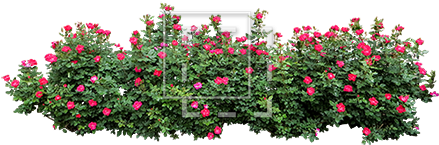 Shrub Png Plan Download - Bushes Png (450x450), Png Download