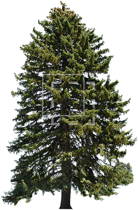 Ie Picea Abies Tree - Albero Di Natale Innevato Con Pigne (450x450), Png Download
