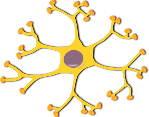 Neuron Clipart Design - Brain Cell Clipart (640x480), Png Download