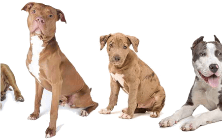 Interior White Pics K Pictures Full Hq - Bully Breeds Png (450x300), Png Download