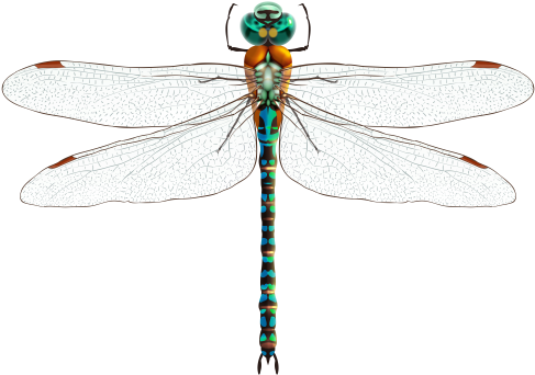Dragonfly Png Clip Art - Dragonfly Png (500x351), Png Download