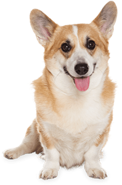 Corgi Dog Sitting - Dog Md Maximum Defense 23-44 Lb Dog Flea Tick Treatment (400x400), Png Download