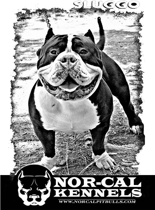 Thank You For Visiting Nor-cal Kennels - T-shirt (500x708), Png Download