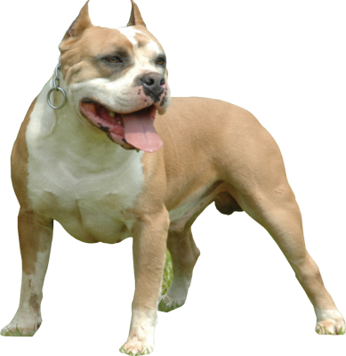 Pitbull - American Bully Dog Png (389x400), Png Download