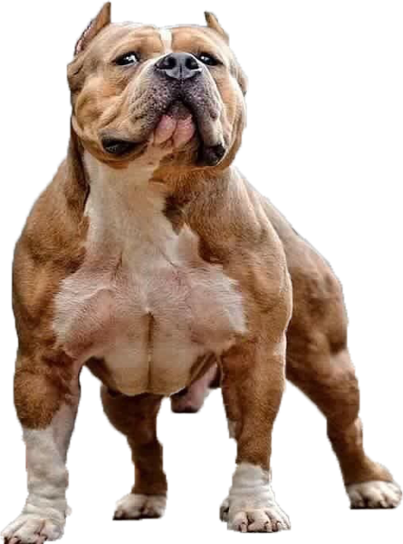 American Bully - Christian Single Moms Against Pit Bulls (445x600), Png Download