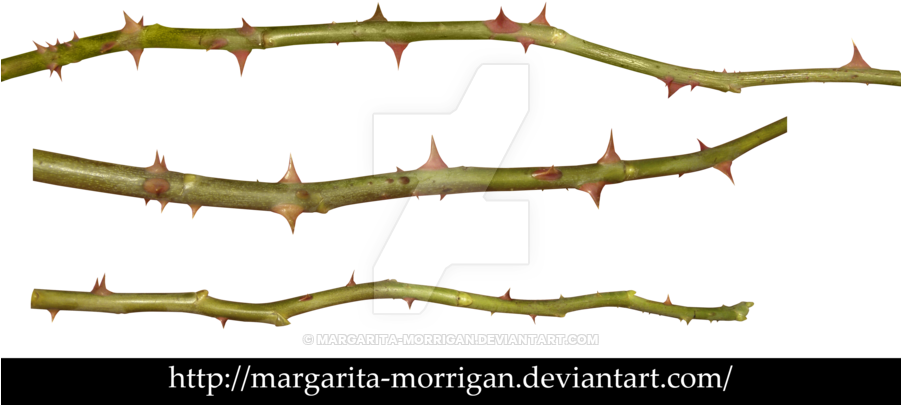 Rose Thorns Png (900x432), Png Download