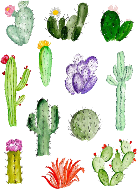 Cactaceae Drawing Watercolor Painting Succulent Plant - Cactus Drawing (500x890), Png Download