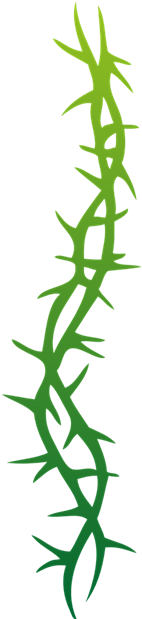 Circle Of Thorns Image - Rose Forever Thorned: From A Thorn Comes A Rose And (309x618), Png Download