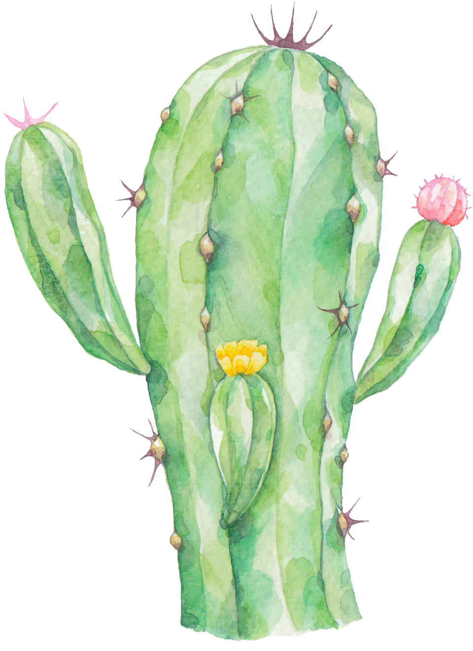 Radiation Proof Cactus Png Transparent - Cactus Png (1024x1371), Png Download