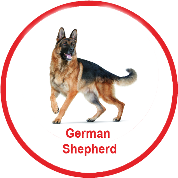 Royal Canin Malaysia - German Shepherd Png (584x588), Png Download