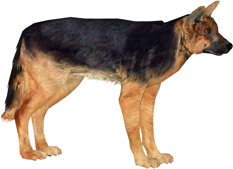 German Shepherd Dog - Png Pictures Of German Shepherds (752x752), Png Download