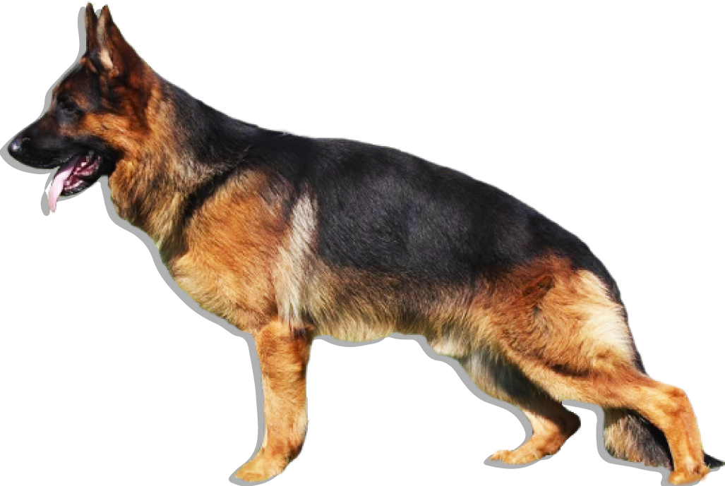 La Imagen No Esta Disponible - German Shepherd Dog Png (1027x689), Png Download