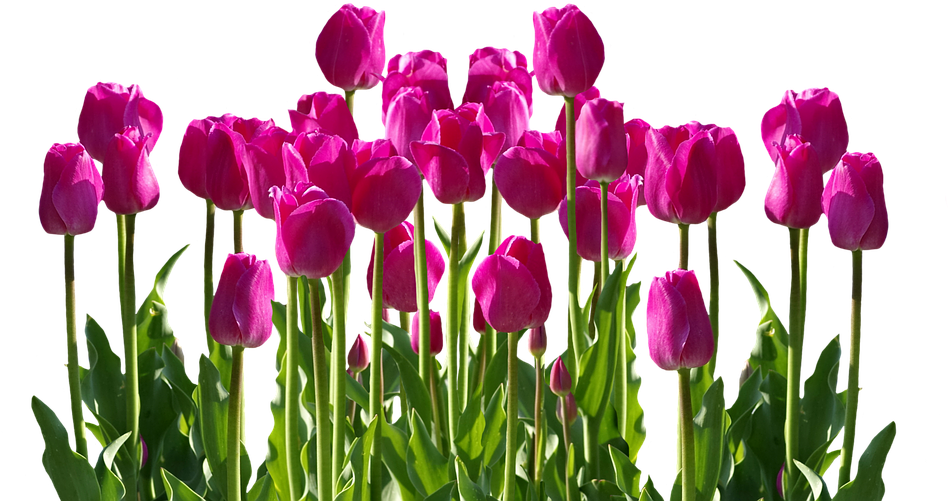 Tulips, Spring, Spring Flower, Cut Flowers, Flowers - Cafepress Samsung Galaxy S8 Plus Case (960x713), Png Download