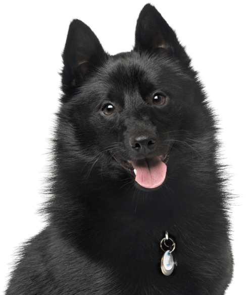 Schipperke - Schipperke Dog (565x585), Png Download