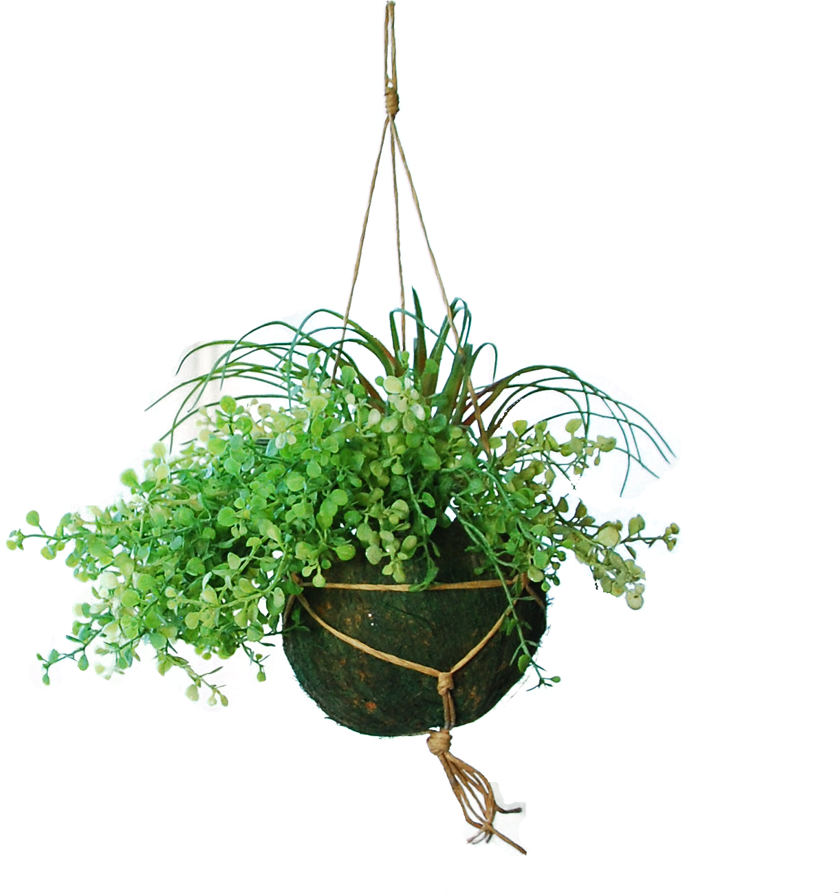 Hanging Basket With Myosotis And Tillandsia - Tillandsia (1297x1297), Png Download