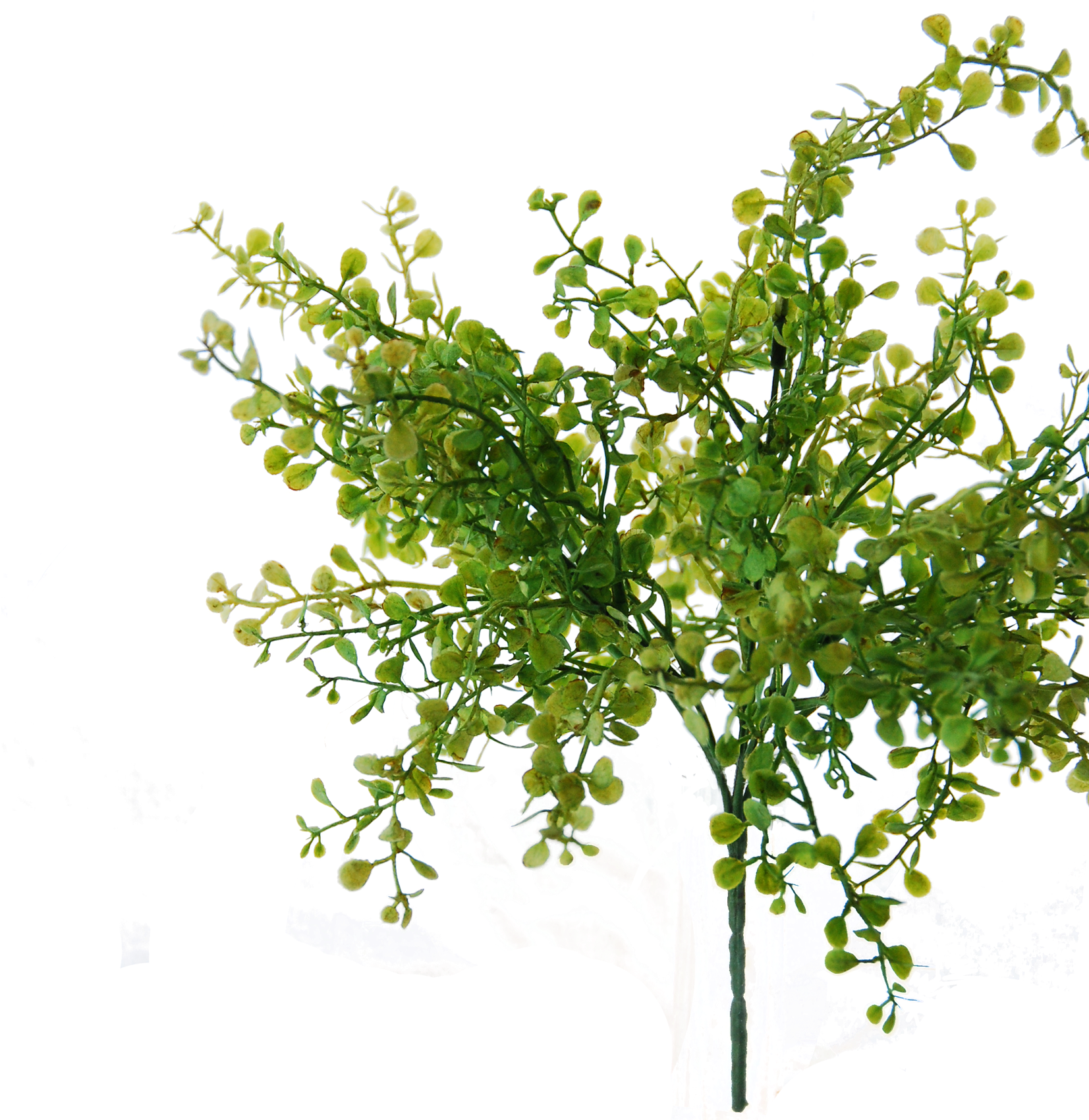 Flowerdutchess Myosotis Bush Green 25cm Edited - Mock Orange (1700x1700), Png Download