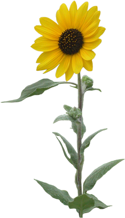 Common Sunflower Clip Art - Flower Single Transparent Background (622x500), Png Download