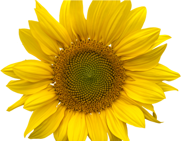 Sunflowers Png Transparent Images - Sunflower Png (640x480), Png Download