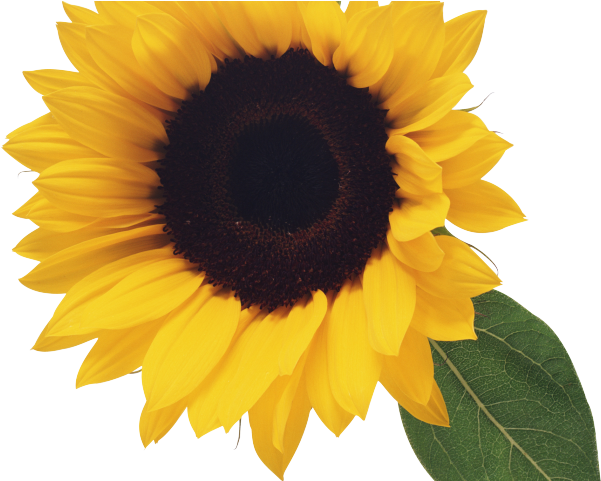 Sunflowers Png Transparent Images - Sunflower Png (640x480), Png Download