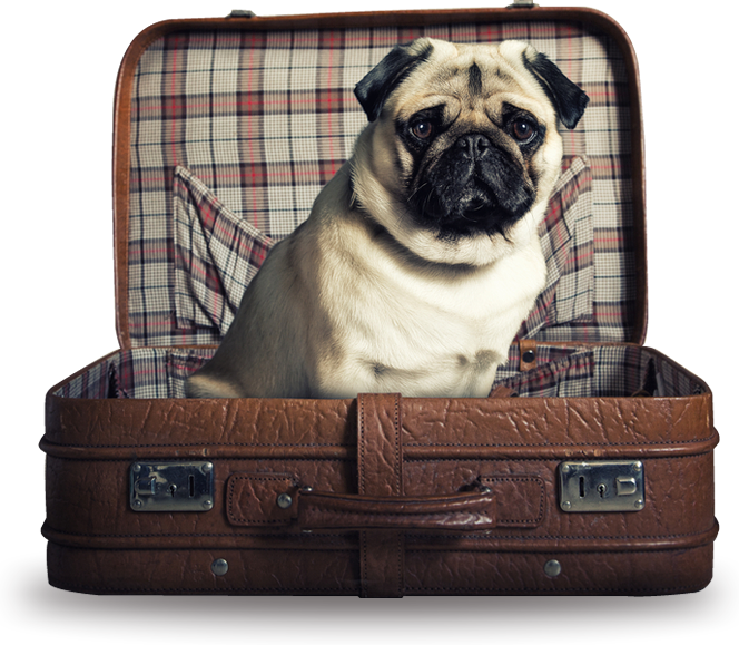 Training Pug - Traveling Pets (664x579), Png Download