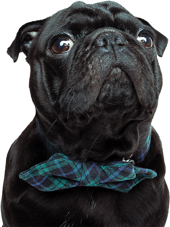 Foreverlawn Mile High - Dog (596x780), Png Download