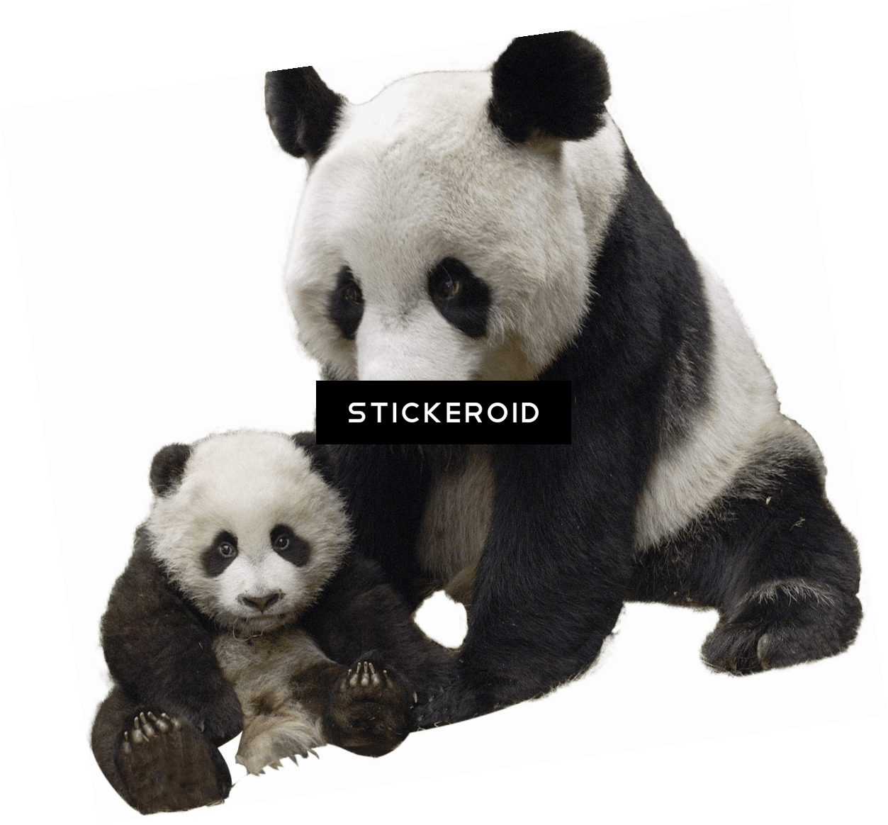 Panda And Baby - Oso Panda Fondo Transparente (1253x1164), Png Download