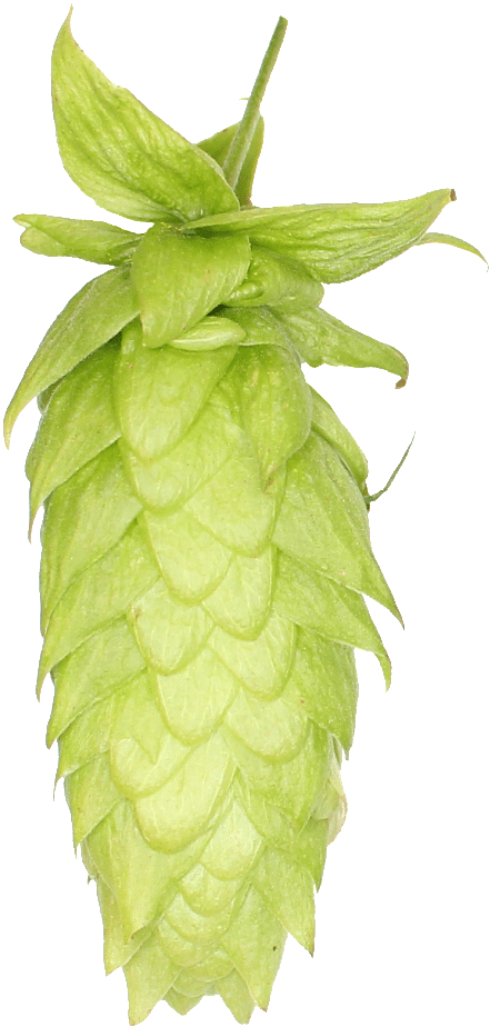 Lemondrop Hops (510x1024), Png Download