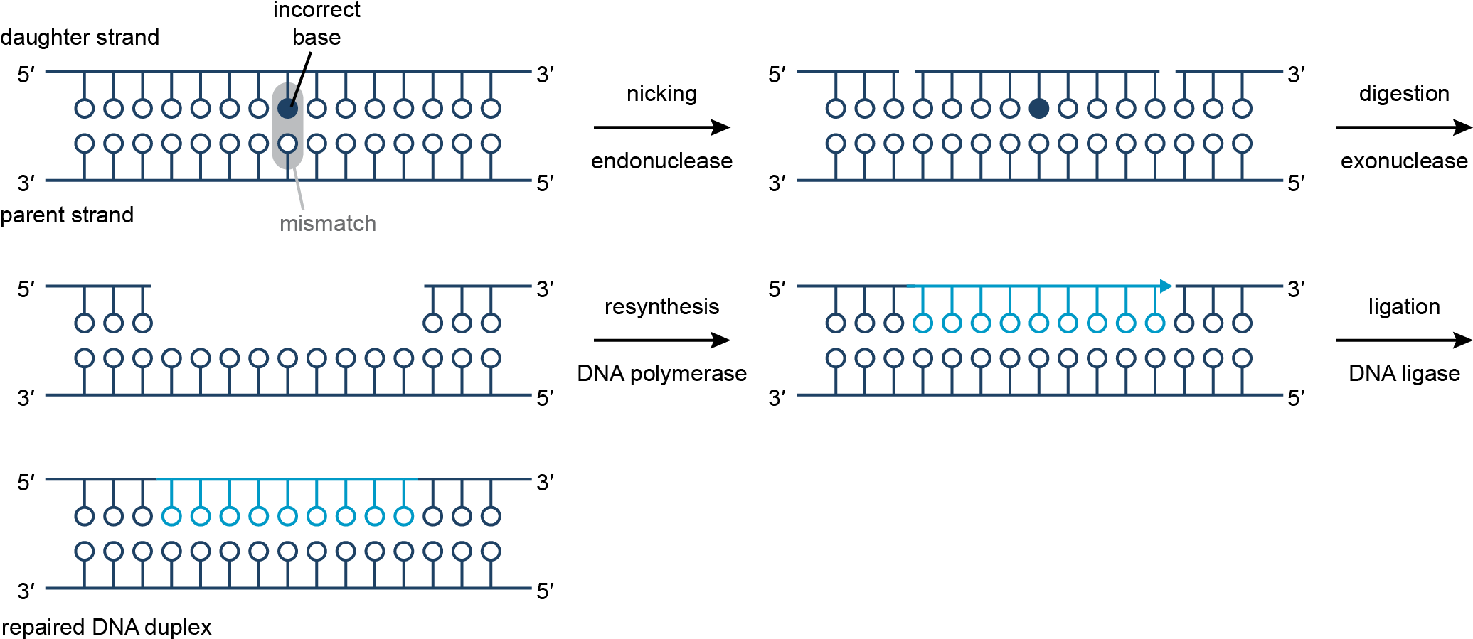 Аллель специфические пробы. Class switching of antibodies. Параллельная перфузия. Dna mismatch repair. Мисматч.