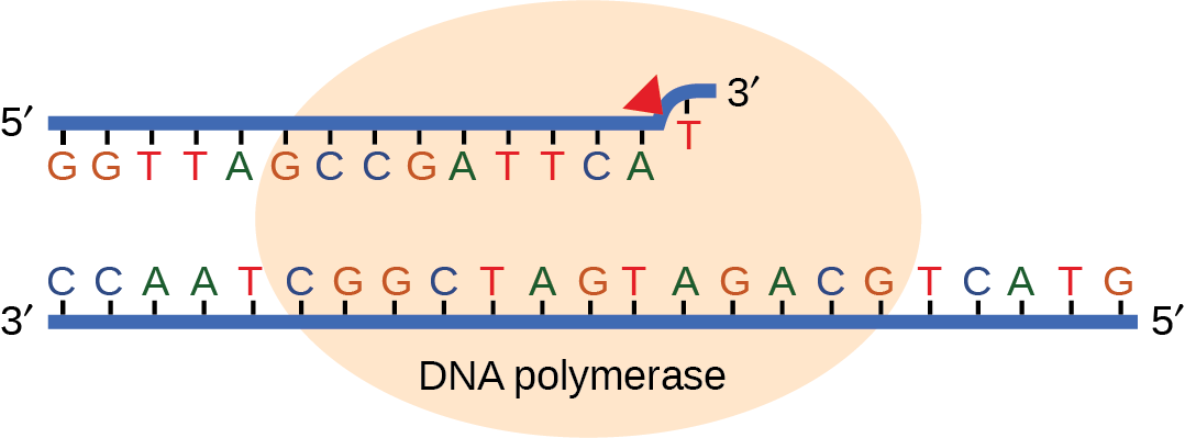 Illustration Shows Dna Polymerase Replicating A Strand (1078x399), Png Download