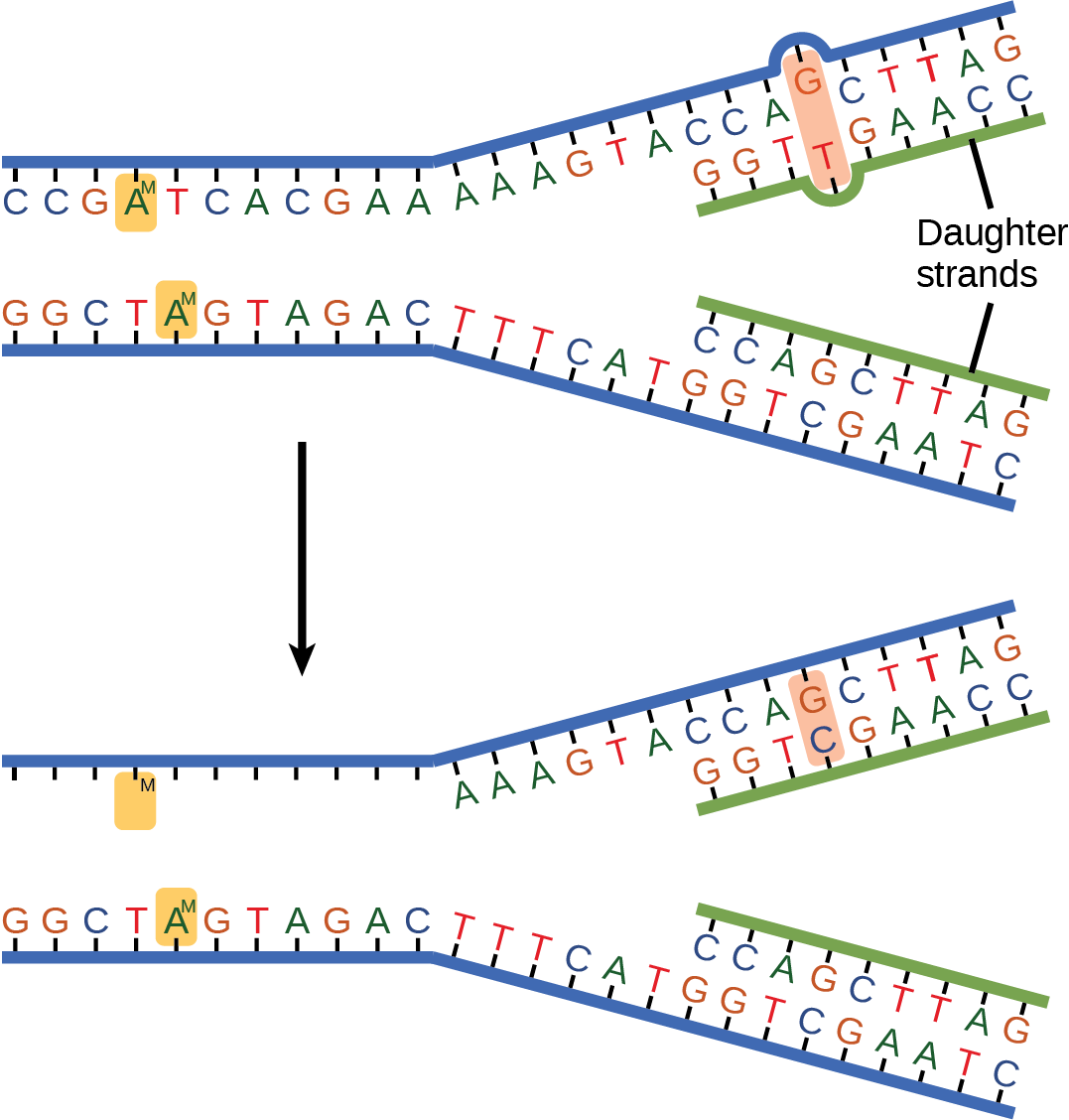 The Top Illustration Shows A Replicated Dna Strand - Mismatch Dna (1077x1128), Png Download
