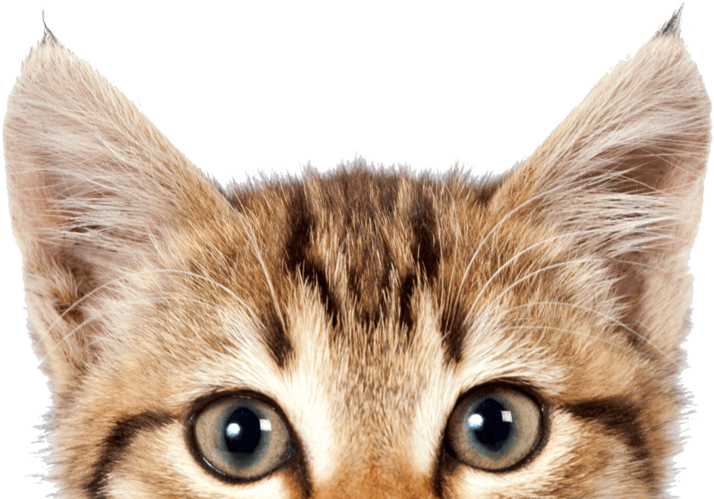 Cat Png, Download Png Image With Transparent Background, - Pet Expo Malaysia 2018 (800x506), Png Download