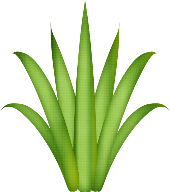 Фотки Flower Clipart, Leaf Template, Tree Leaves, Paper - Aloe Vera Plant Drawing (710x800), Png Download