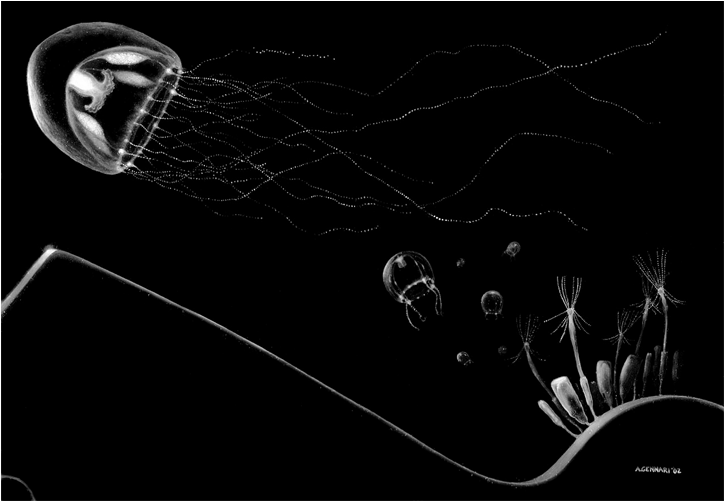 Mick Jagger As A Saggy-lipped Hippo - Introduction To Hydrozoa [book] (1700x500), Png Download