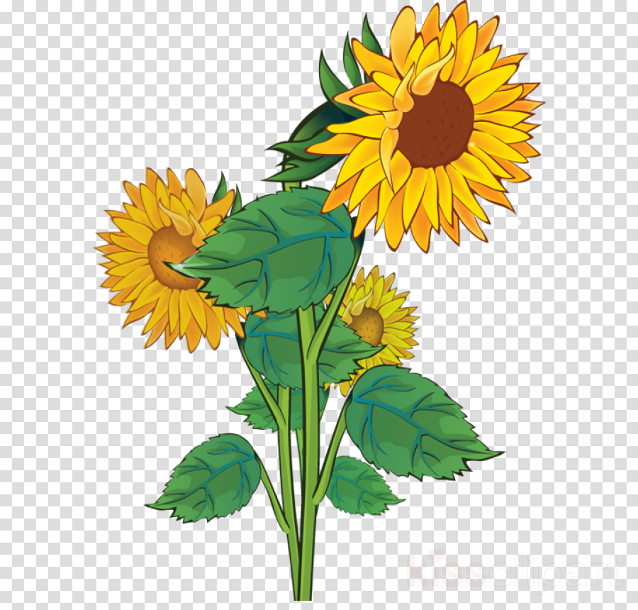 Sunflower Png Clipart Clip Art - Yellow Flower Clip Art (900x860), Png Download