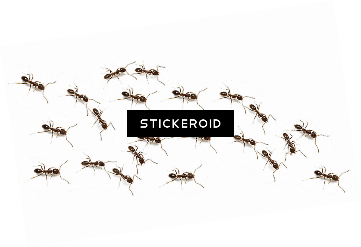 Ant Ants Insects - Mosquito (1210x830), Png Download
