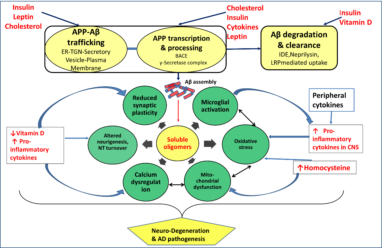 Viewdownloadnew - Amyloid Beta Pathogenesis (1264x822), Png Download