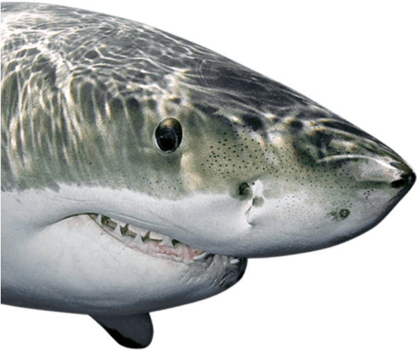 Sharks Fathead - Fathead Shark (600x600), Png Download