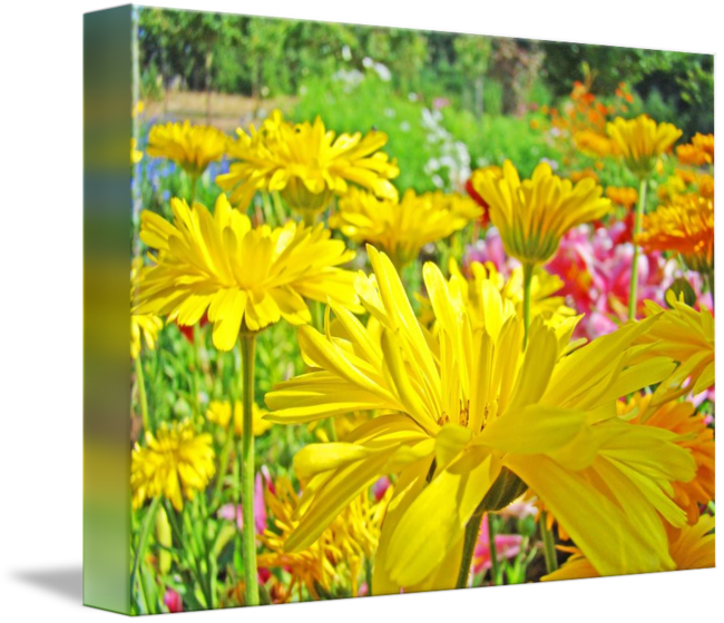 Daisies Art Prints Yellow Flowers By Baslee (650x560), Png Download