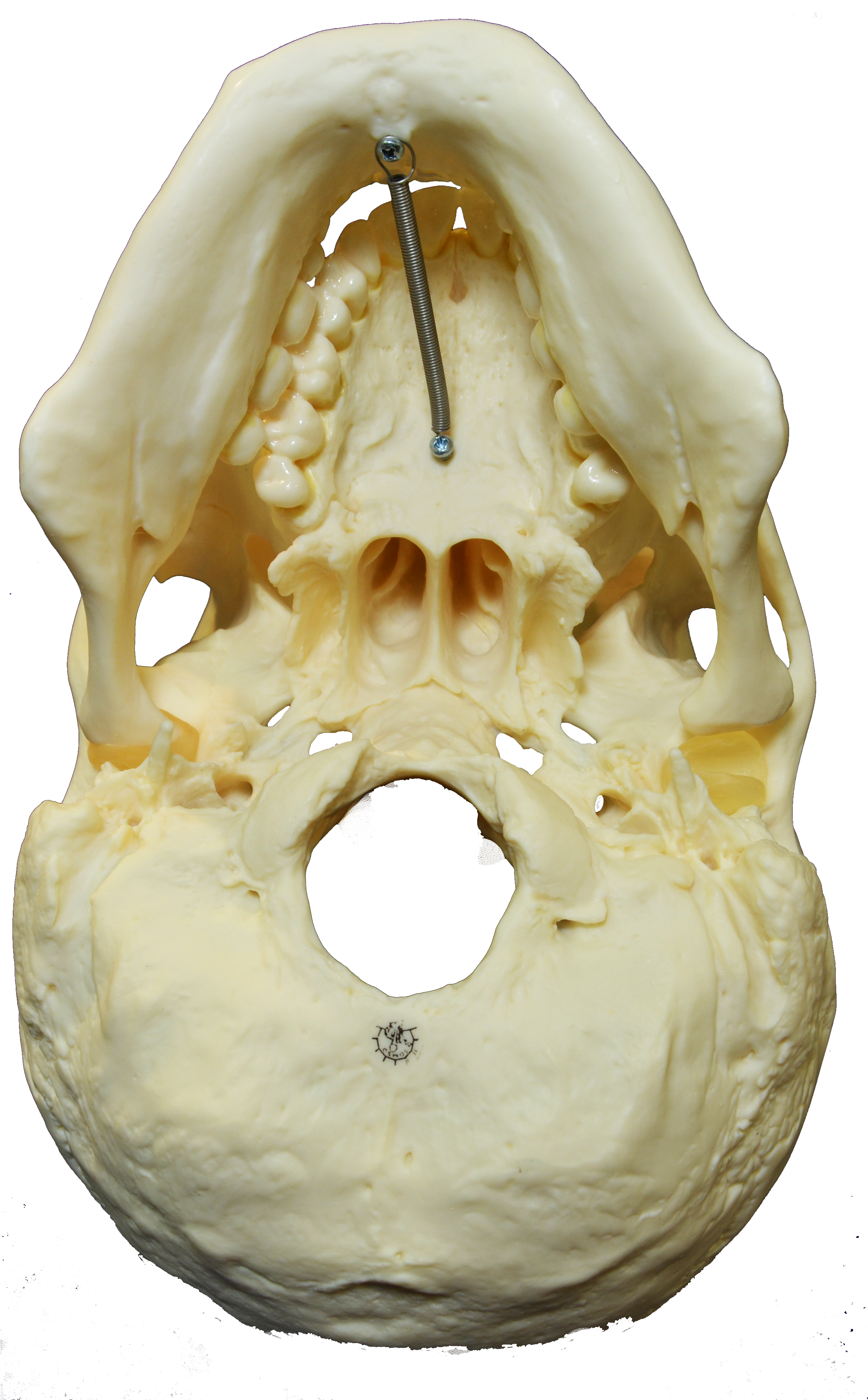 File - Skull-inferior (2376x3856), Png Download
