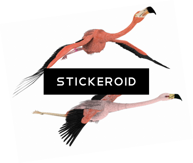 Flamingo - Hesperornis (659x558), Png Download