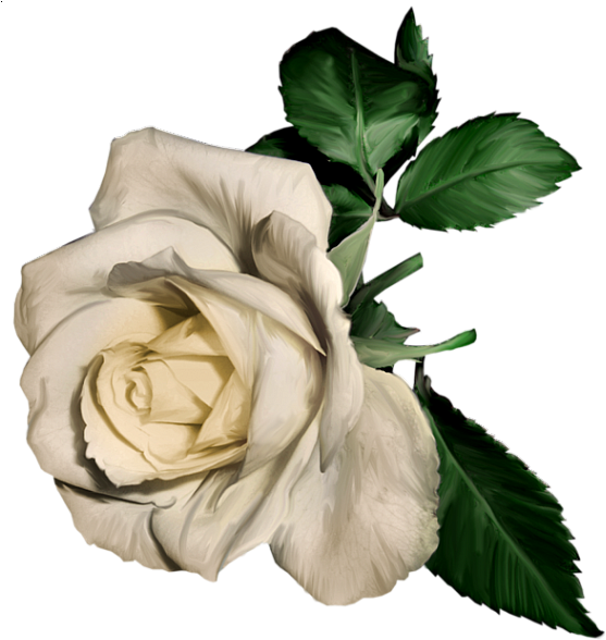 White Rose Painting Png (570x600), Png Download
