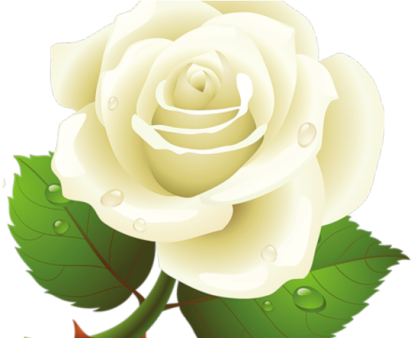 White Rose Clipart Yellow - Rose White Yellow Png (640x480), Png Download