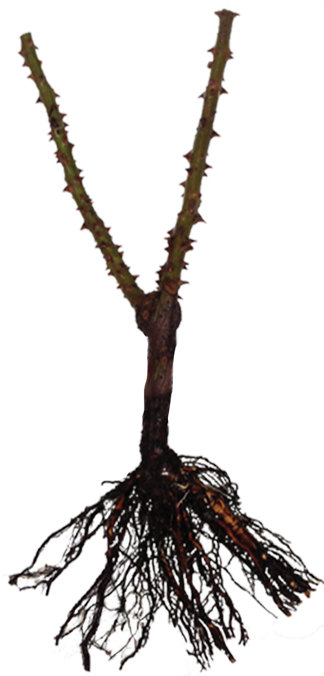 Bare Rooted Rose - Pond Pine (683x1028), Png Download