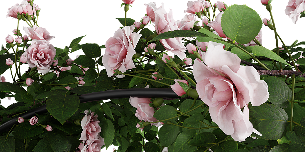 Climbing Rose Arc Bush - Garden Roses (1040x520), Png Download