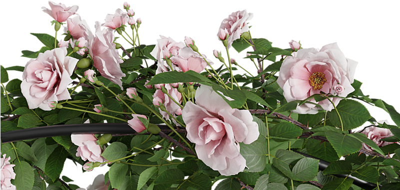 Climbing Rose Arc Bush - Garden Roses (800x400), Png Download