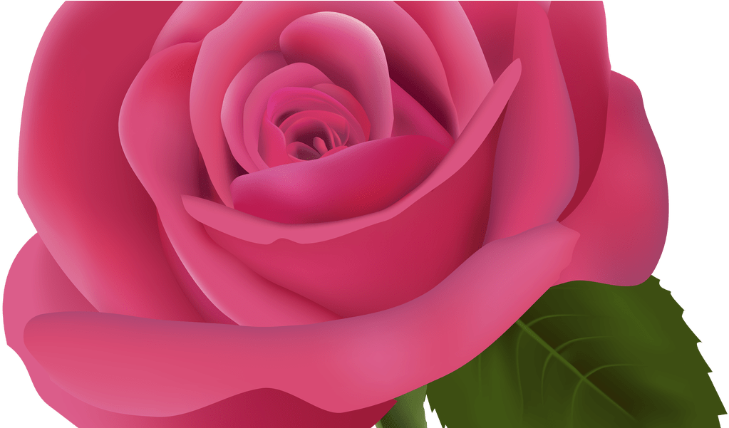 Pink Rose Png Clipart Image Best Web Clipart (1067x600), Png Download