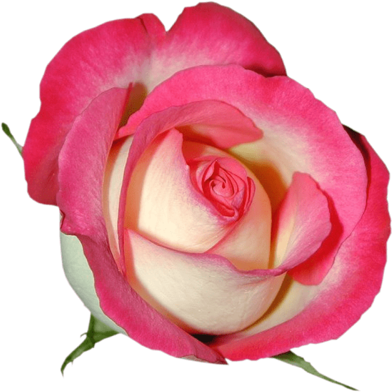 Free Png Pink Rose Png Images Transparent - Floribunda (850x815), Png Download