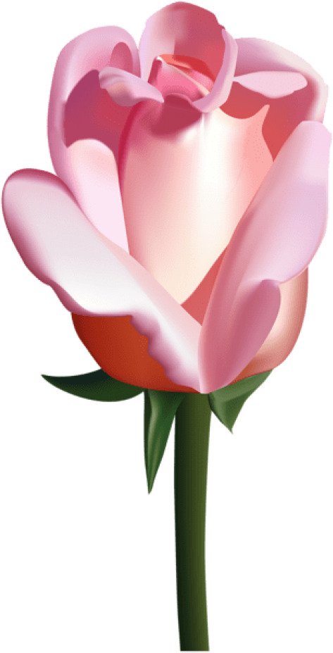 Free Png Pink Rose Png Images Transparent - White Rose Cartoon Transparent (480x927), Png Download