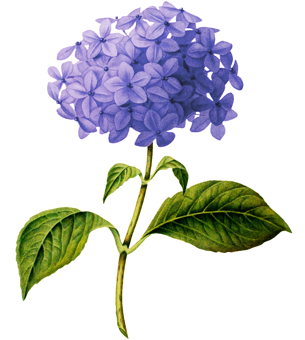 Beautiful Purple Flower Transparent - Hydrangea Botanical Drawing (1024x1214), Png Download