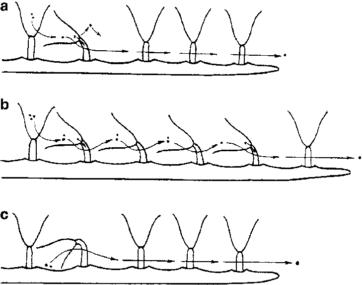 A Feeding Polypide Inclined Towards The Base Of The - Cribrilina Punctata (729x573), Png Download
